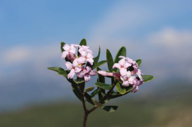 Daphne sericea is a shrubby wild plant with purple flowers clipart