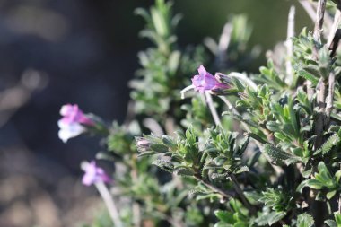 Lithodora hispidula, Boraginaceae familyasından bir bitki türü. Yaygın isimler arasında Lithodora, Tüylü Unutma beni.