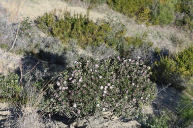 Daphne Sericea mor çiçekli çalılık bir bitkidir.