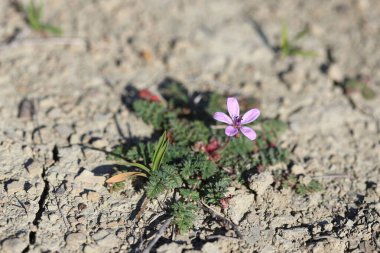  Tarlada yaygın Leylek-Bill (Erodyum cicutarium) bitkisi
