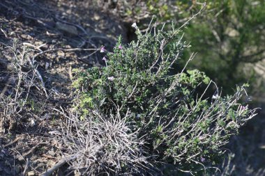 Lithodora hispidula, Boraginaceae familyasından bir bitki türü. Yaygın isimler arasında Lithodora, Tüylü Unutma beni.
