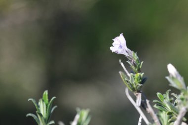 Lithodora hispidula, Boraginaceae familyasından bir bitki türü. Yaygın isimler arasında Lithodora, Tüylü Unutma beni.
