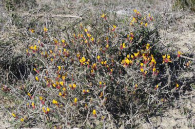 Cytisopsis pseudocytisus küçük bir dal çalısıdır.