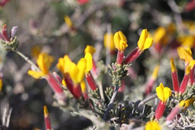 Cytisopsis pseudocytisus is a small branching shrub clipart