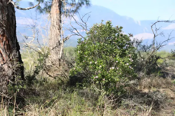 Daphne Sericea mor çiçekli çalılık bir bitkidir.
