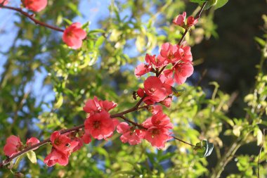 Bahar aylarında Chaenomeles Japonica (Japon ayva çiçekleri)