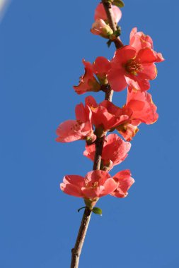 Chaenomeles Japonica (apanese quince) flowers in spring clipart