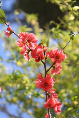 Chaenomeles Japonica (apanese quince) flowers in spring clipart