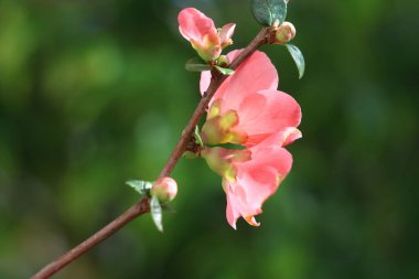 Chaenomeles Japonica (apanese quince) flowers in spring clipart