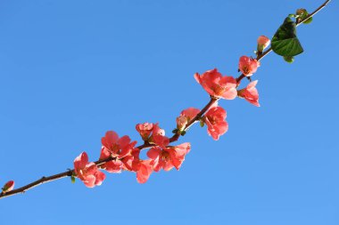 Chaenomeles Japonica (japanese quince) flowers in spring clipart