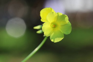  Oxalis pes-caprae 'nin güzel çiçeğine (sourgrass)