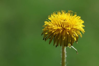 Karahindiba (Taraxacum officinale) çiçeğine yakın.