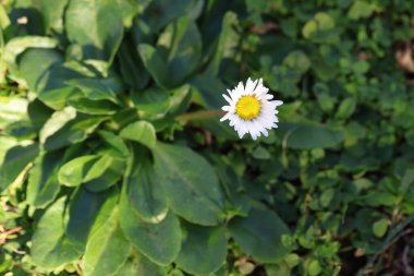 close up of wild daisy flowers in the field clipart