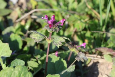 Lamium amplexicaule, genellikle ölü-ısırgan otu olarak bilinir..