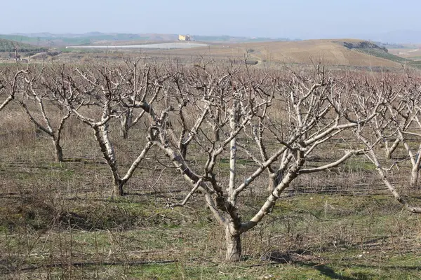 Kışın meyve bahçesinde budanmış şeftali ağaçları 