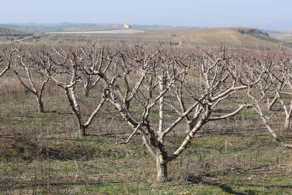 pruned peach trees in an orchard in winter 