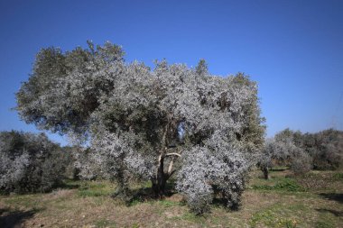 Bordeaux karışımıyla işlenmiş zeytin ağaçları.