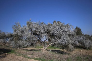 Bordeaux karışımıyla işlenmiş zeytin ağaçları.