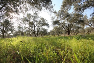 İlkbaharın başlarında yeşil çimlerle çevrili kırsaldaki bir meyve bahçesinde zeytin ağaçları.