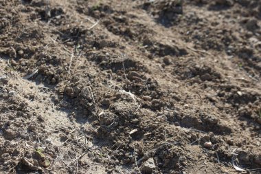 Toprağı sürmüş gibi görünüyor.
