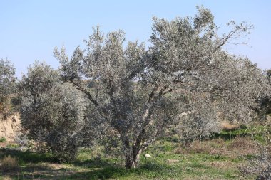 Bordeaux karışımıyla işlenmiş zeytin ağaçları.