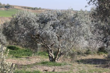 Bordeaux karışımıyla işlenmiş zeytin ağaçları.