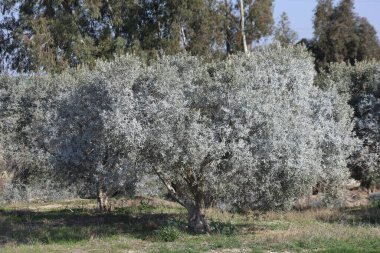 Bordeaux karışımıyla işlenmiş zeytin ağaçları.