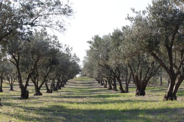İlkbaharda meyve bahçesinde sıra sıra zeytin ağaçları