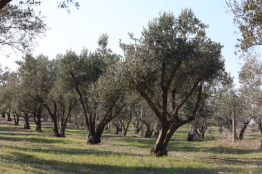 İlkbaharda meyve bahçesinde sıra sıra zeytin ağaçları