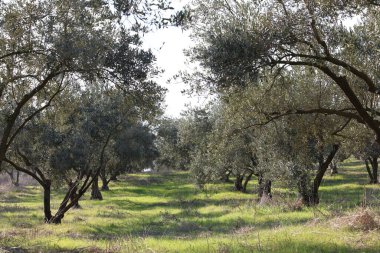 İlkbaharda meyve bahçesinde sıra sıra zeytin ağaçları