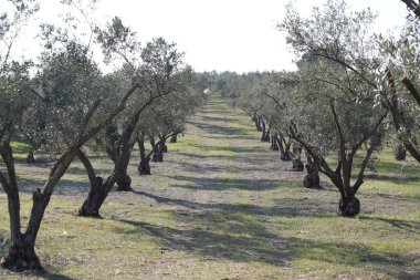 İlkbaharda meyve bahçesinde sıra sıra zeytin ağaçları