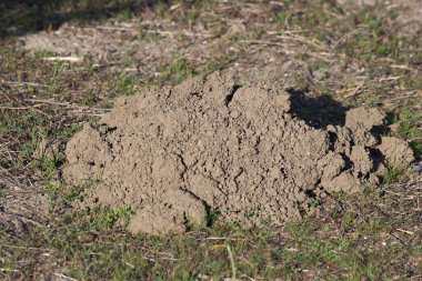 freshly dug mole hill in the field clipart