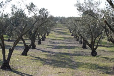 İlkbaharda meyve bahçesinde sıra sıra zeytin ağaçları
