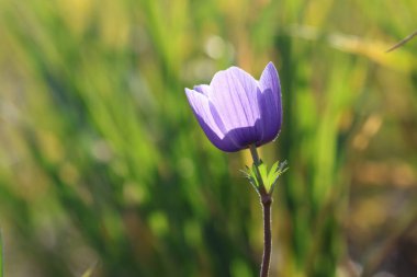 Doğal ortamında mor şakayık çiçeği.