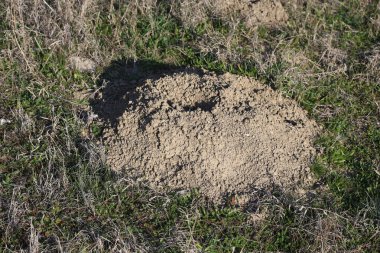 Tarlada yeni kazılmış Köstebek Tepesi