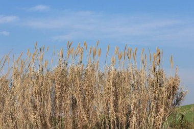 Çiçek panikli Arundo donax (dev baston)