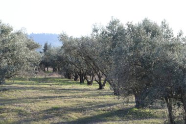 Bir meyve bahçesinde sıra sıra zeytin ağaçları