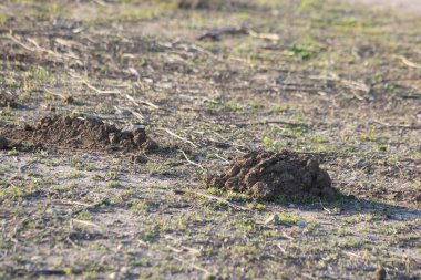 freshly dug mole hills  in the field clipart