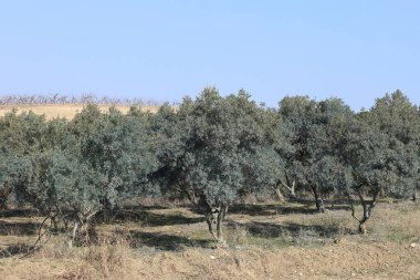 Bir meyve bahçesinde sıra sıra zeytin ağaçları