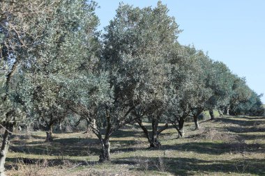 Bir meyve bahçesinde sıra sıra zeytin ağaçları