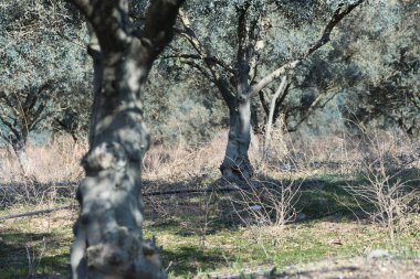 Zeytin ağacında sıra sıra dizilmiş.