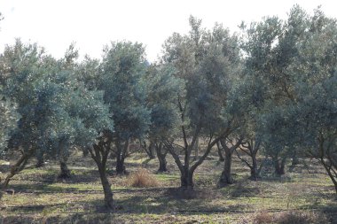 Zeytin ağacında sıra sıra dizilmiş.