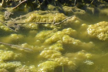 Su küreğindeki yeşil cebir