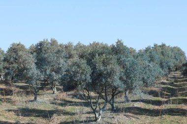 Zeytin ağacında sıra sıra dizilmiş.