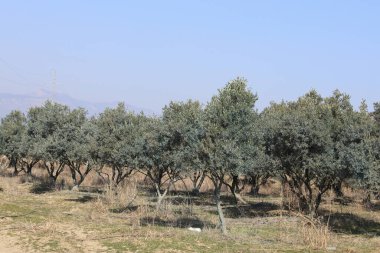 Zeytin ağacında sıra sıra dizilmiş.