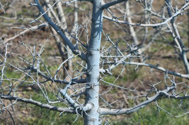 Bordeaux karışımı ile işlenmiş cüce elma dalları