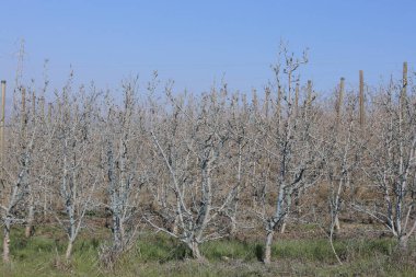 Bordeaux karışımıyla işlenmiş iyi korunmuş bir elma bahçesi.