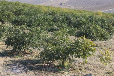 Turunçgil bahçesinde sıralanmış limon ağaçları