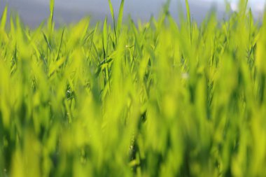 Bereketli yeşil buğday yaprakları canlı bir zemin oluşturuyor.