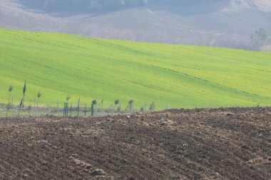 A ploughed field in the foreground, a green wheat field in the midground, and mountain foothills in the background clipart